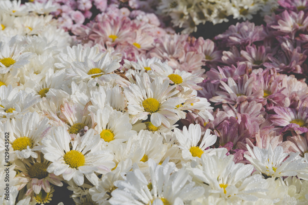 Fototapeta premium blooming flower in flowerbed in field