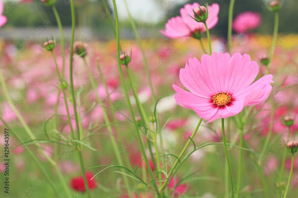 Cosmos flowers