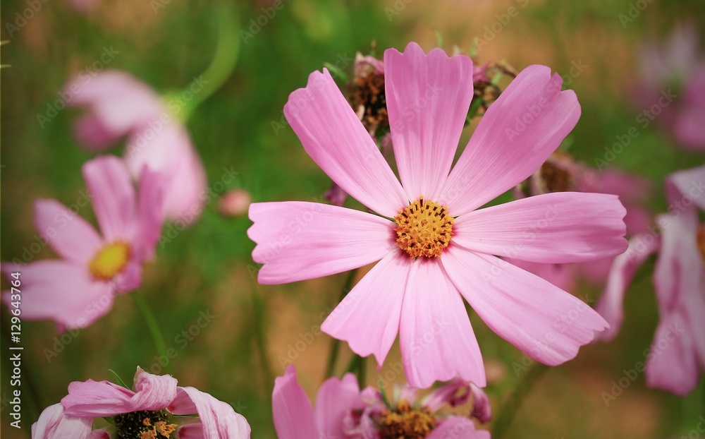 Cosmos flowers