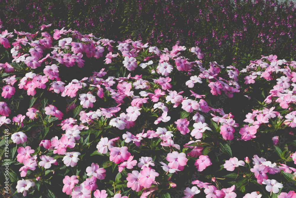 Obraz premium blooming flower in flowerbed in field