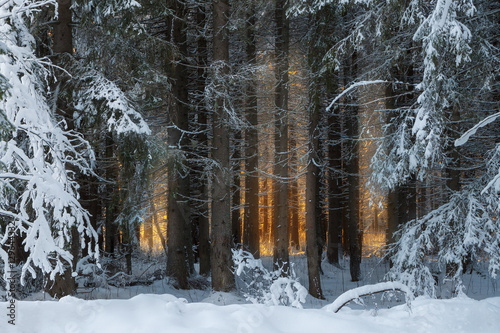 Dense spruce forest covered with snow and warm sunlight in the background