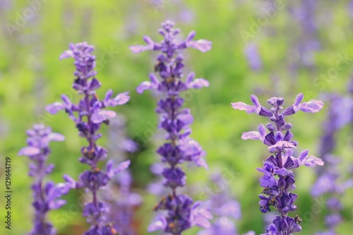 purple salvia