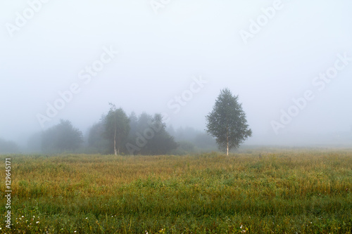 Misty morning in the countryside. Fog over a field. Silhouettes of trees. Foggy meadow. Space for text.