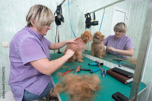 Woman groomer makes trimming Brussels Griffon gog