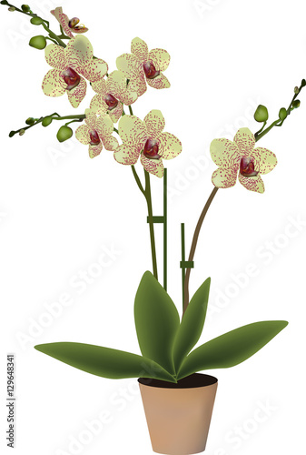 isolated yellow spotted blossoming orchid in pot