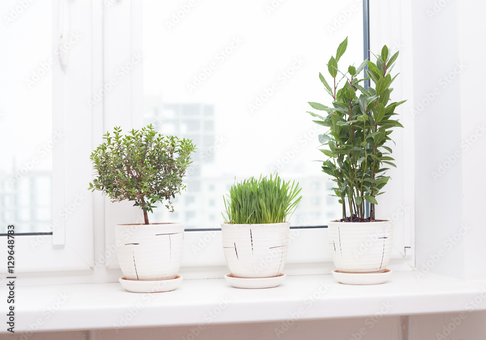 cultivation of plants on the windowsill