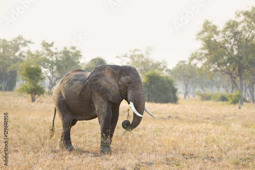 African Elephant (Loxodonta Africana), Zambia photo