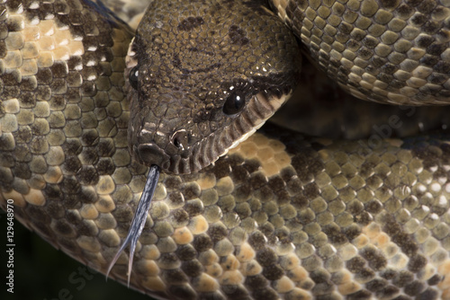 Madagascan Tree Boa (Sanzinia Madagascariensis), captive, Madagascar photo