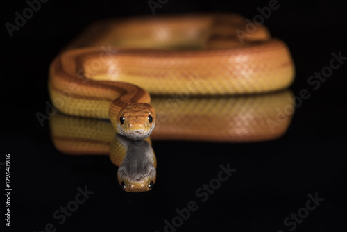 Corn Snake (Pantherophis Guttatus), captive