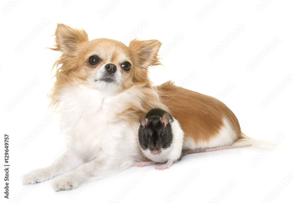 domestic rat and chihuahua