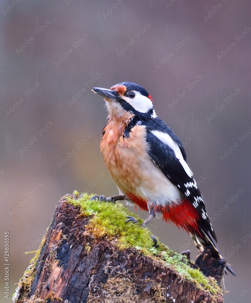 Obraz premium Great spotted woodpecker perched on a log.