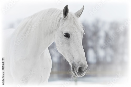 white horse portrait in winter © Dotana