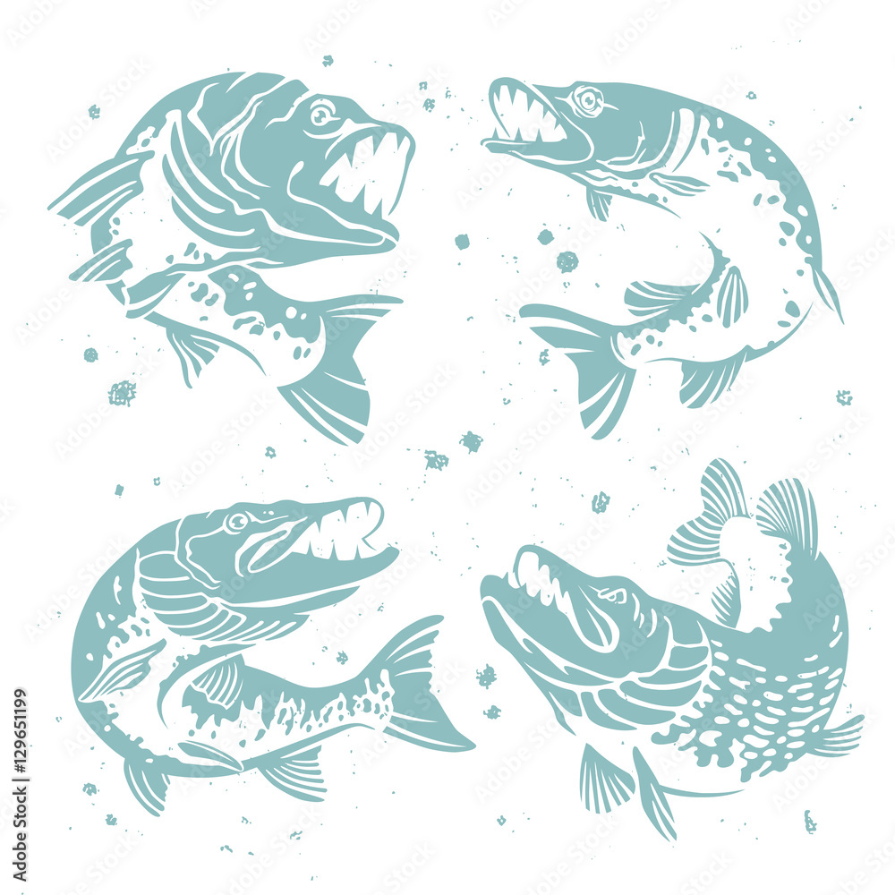 Obraz premium Set of predatory pike.