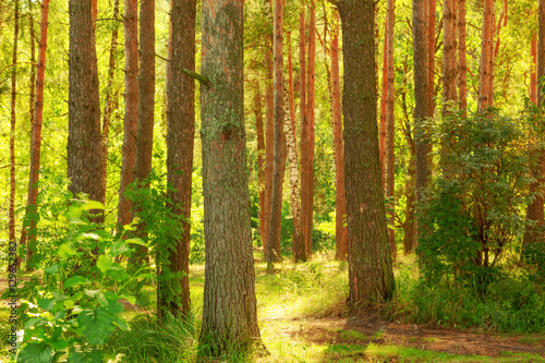  forest on the shore of lake