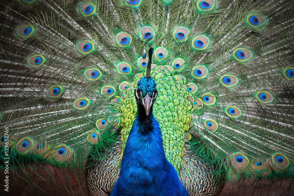 Obraz premium peacock with feathers out