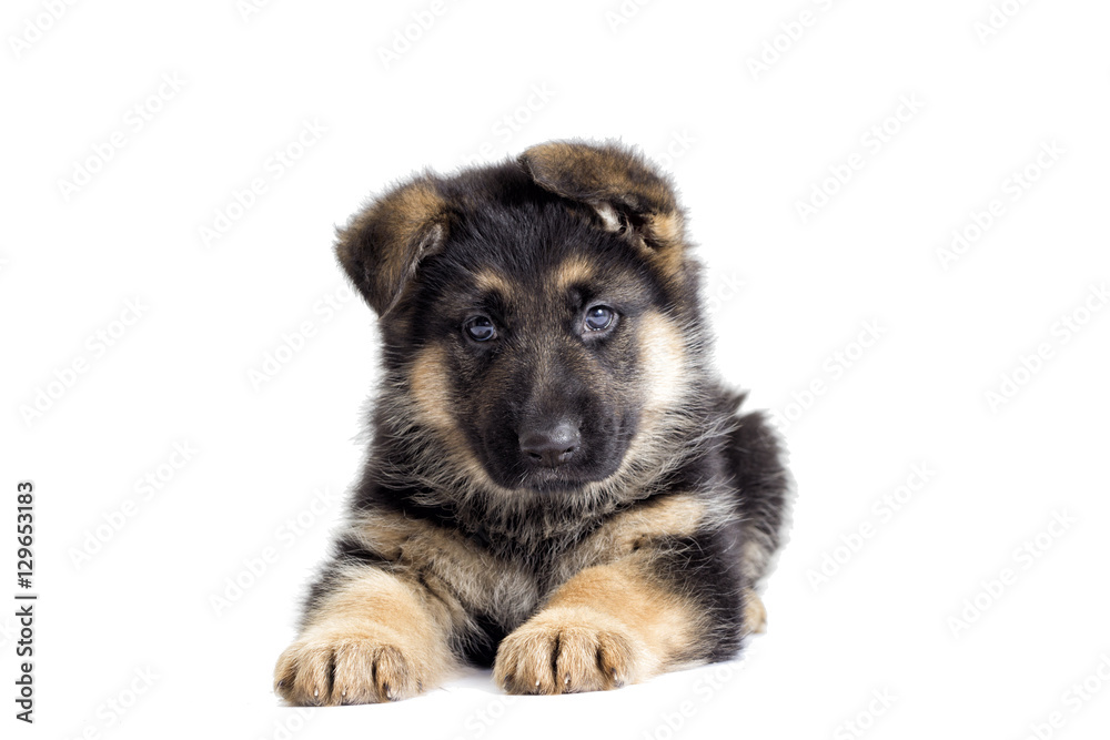 puppy on a white background