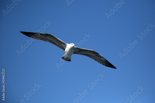 Majestic Young Long-Winged Seagull Flying Against Bright Blue Sky
