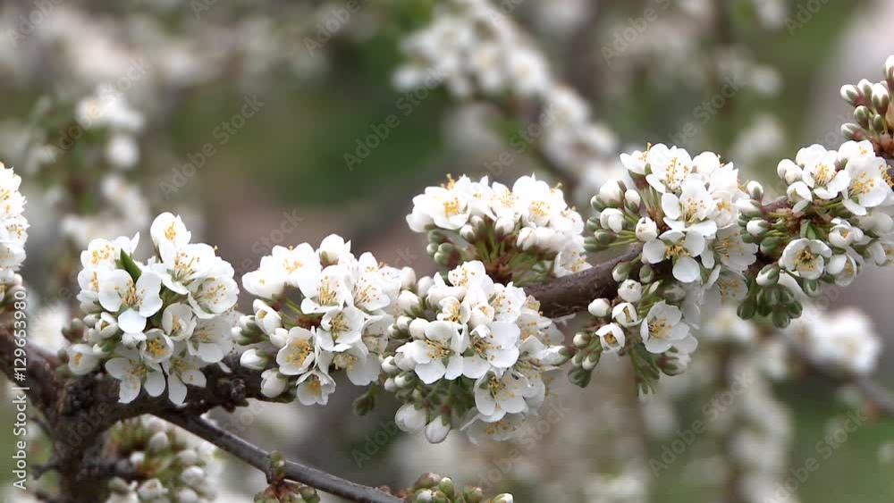 Spring flowering plums. Close-up. Spring flowering plums. Close-up.