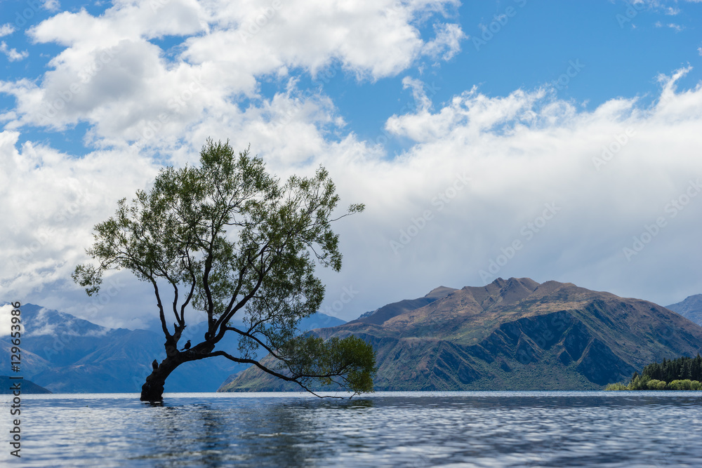 A lonely tree is silhouetted in a lake in the mountains, Wanaka, Otago, South Island, New Zealand A lonely tree is silhouetted in a lake in the mountains, Wanaka, Otago, South Island, New Zealand