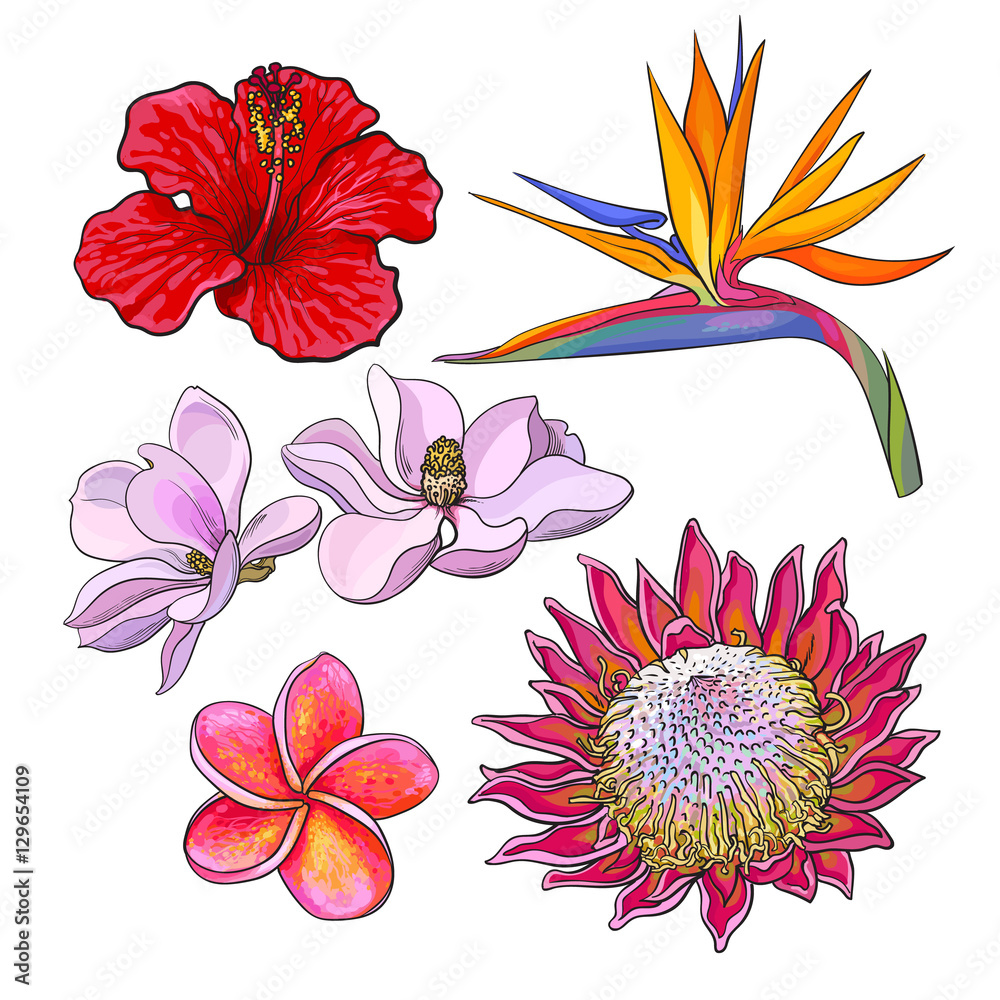 Obraz premium Tropical flowers - hibiscus, protea, plumeria, bird of paradise and magnolia, sketch style vector illustration isolated on white background. Colorful realistic hand drawing of exotic, tropical flowers