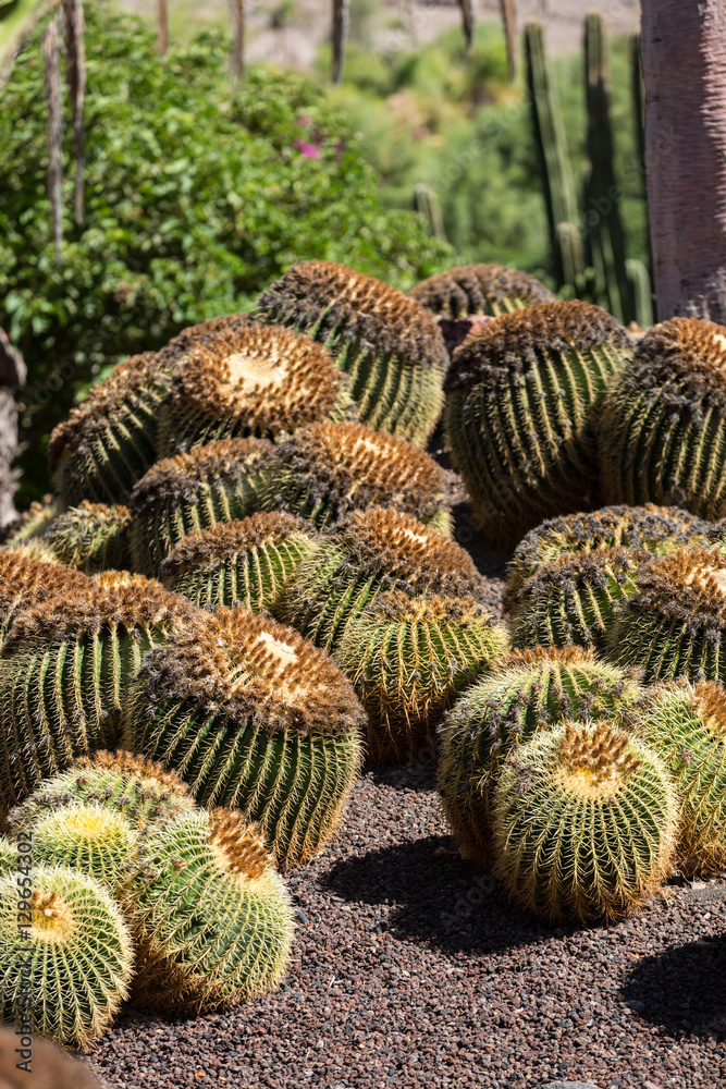 Echinocactus grusonii, popularly known as the golden barrel cactus, golden ball or, amusingly, mother-in-law's cushion, Echinocactus grusonii, popularly known as the golden barrel cactus, golden ball or, amusingly, mother-in-law's cushion,