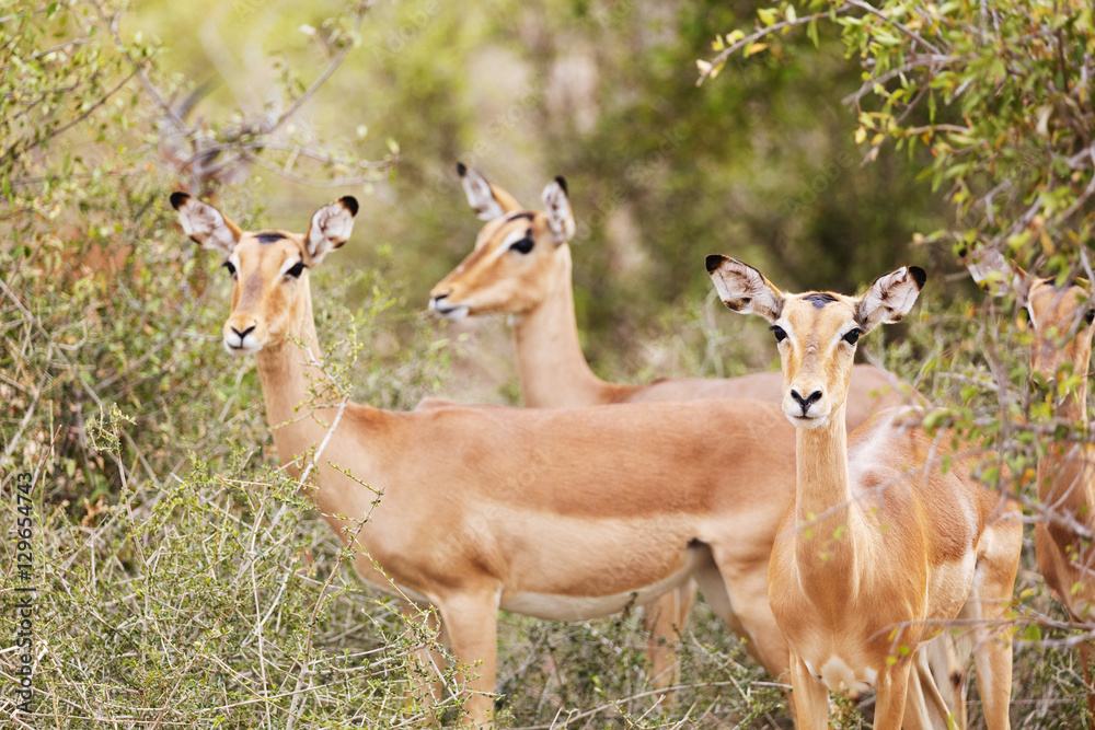 Impala (Aepyceros melampus), Kruger National Park Impala (Aepyceros melampus), Kruger National Park