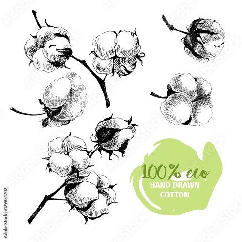 Vector hand drawn set of cotton branches. 100 eco. Cotton flower buds in vintage engraved style.design.