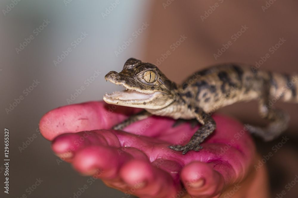 A juvenile captive black caiman (Caiman niger), San Francisco Village, Loreto, Peru A juvenile captive black caiman (Caiman niger), San Francisco Village, Loreto, Peru