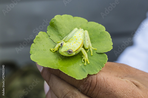 A captured common polkadot treefrog (Hyla punctata), El Dorado Ca�ño, Loreto, Peru photo