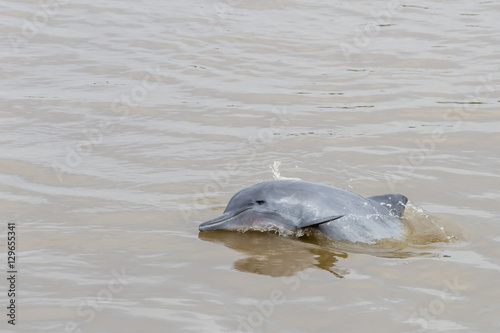 Adult gray dolphin (bufeo gris) (Sotalia fluviatilis), Amazon National Park, Loreto, Peru photo