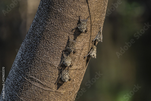 Adult proboscis bats (Rhynchonycteris naso) on tree in Yanallpa Ca�ño, Ucayali River, Loreto, Peru photo