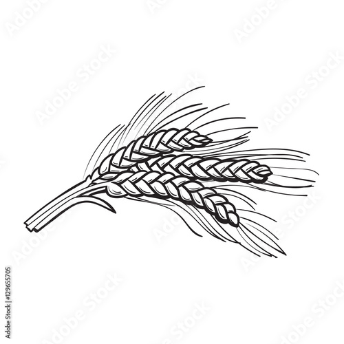 Hand drawn bunch of malt, barley ears, sketch style vector illustration isolated on white background. black and white Hand drawn ripe ears of malt, barley, wheat or rye