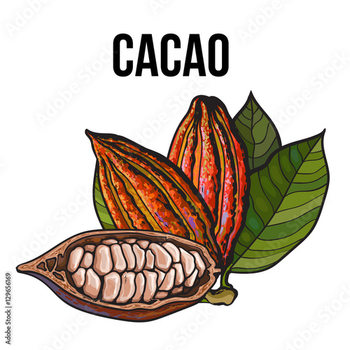 Hand drawn ripe whole and cut cacao fruits hanging on a branch, sketch style vector illustration isolated on white background. Colorful illustration of half and whole cacao fruit with leaves