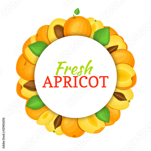 Round colored frame composed of delicious apricot fruit. Vector card illustration. Circle apricot frame. Ripe fresh apricots fruits appetizing looking for packaging design of juice, breakfast food