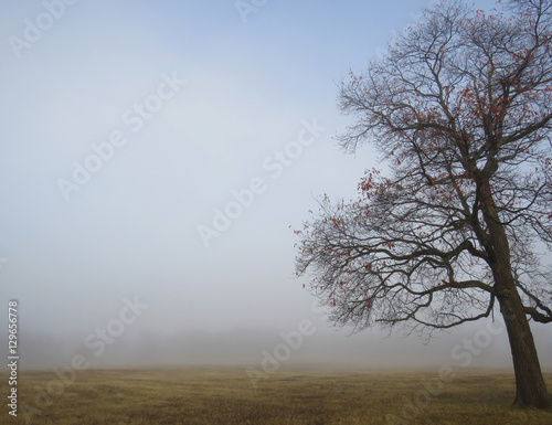 Lone tree with bare branches on a foggy morning with copy space, autumn background