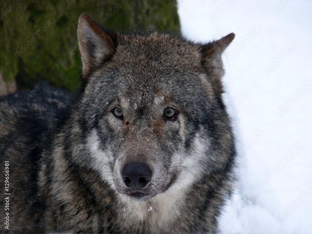 Das Portrait eines Wolfes