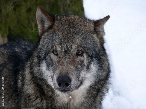 Das Portrait eines Wolfes