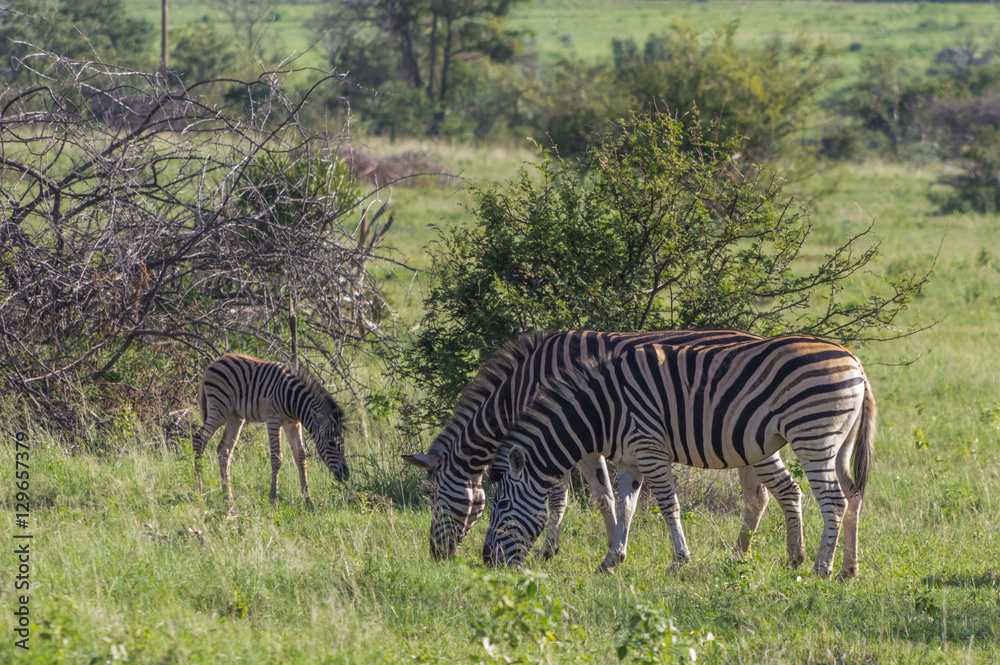 Fototapeta premium Zebra's grazing in the wild at the Welgevonden Game Reserve in South Africa
