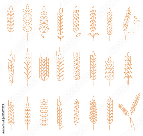 Wheat, rye and barley.