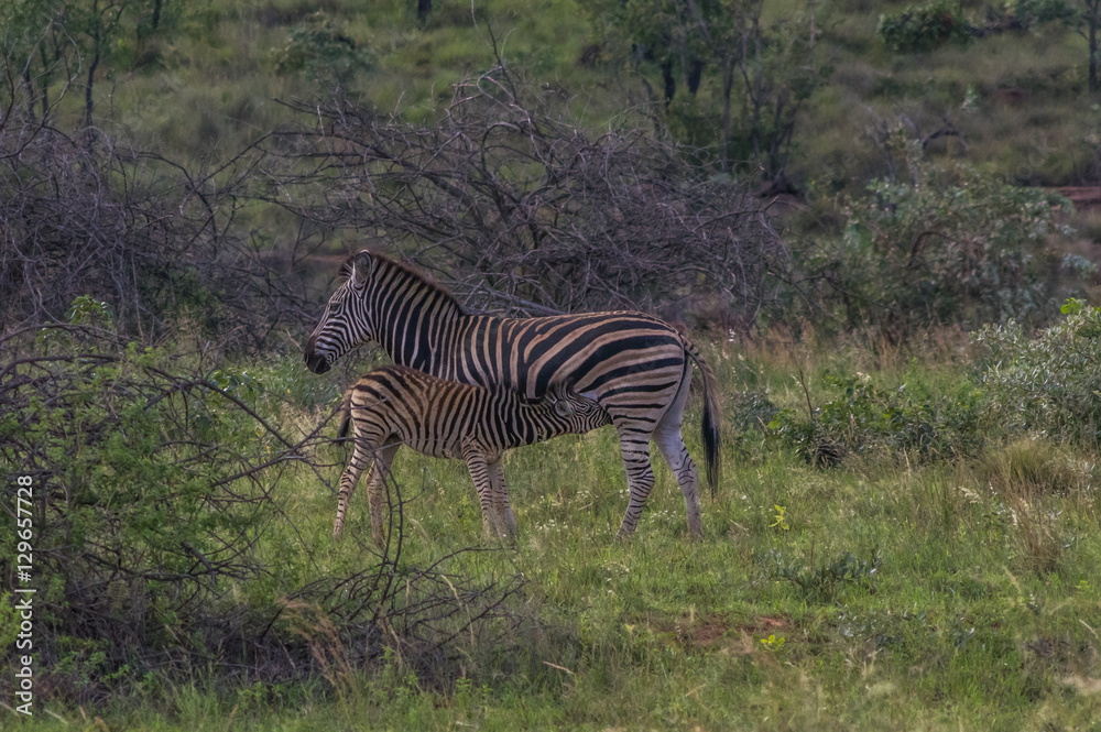 Obraz premium Zebra's grazing in the wild at the Welgevonden Game Reserve in South Africa