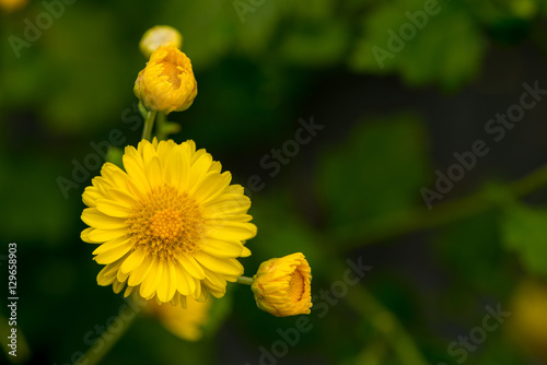 Yellow Chrysanthemum flower