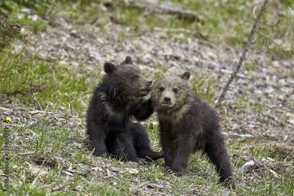 Two Grizzly Bear (Ursus arctos horribilis) cubs of the year or spring cubs playing, Yellowstone National Park, Wyoming Two Grizzly Bear (Ursus arctos horribilis) cubs of the year or spring cubs playing, Yellowstone National Park, Wyoming