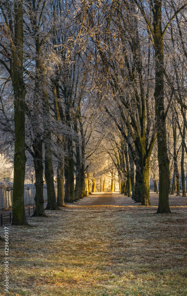 Naklejka premium Winterliche Idylle, Weg ins Licht, Baumreihe mit leichtem Schnee und Raureif bedeckt, am Ende das Licht der aufgehenden Sonne, Textfreiraum, vertikal 