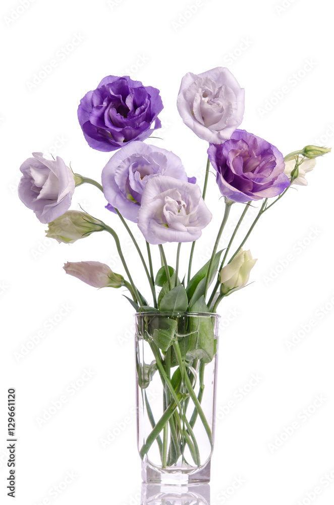 bunch of white and violet eustoma flowers in glass vase bunch of white and violet eustoma flowers in glass vase