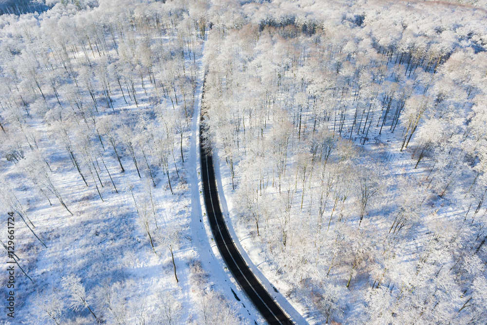 Road in a winter forest