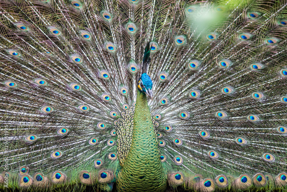 Obraz premium Peacock with open tail