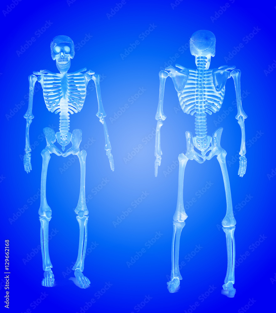 The pattern human skeletons x-ray on blue background , two skeleton pattern puppet, skull model Ghost The pattern human skeletons x-ray on blue background , two skeleton pattern puppet, skull model Ghost