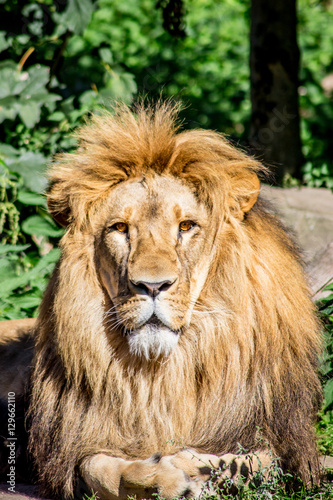 Fototapeta Naklejka Na Ścianę i Meble -  majestic lion