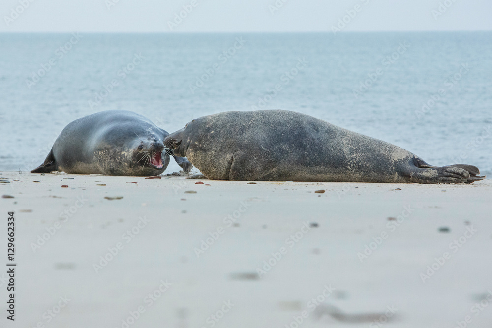 Obraz premium very cute seal on the beach on düne island near helgoland, wild ocean, marine wildlife, germany, helgoland and düne, a lot of seals, new life comes