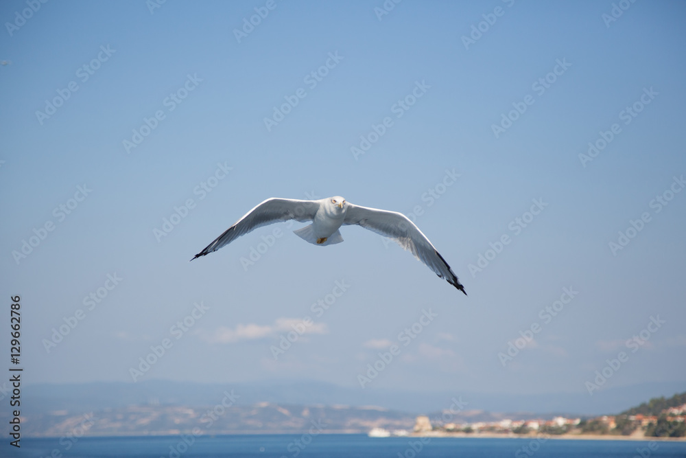 Seagull With Gray Mantle In Flight Blur Sea Background Seagull With Gray Mantle In Flight Blur Sea Background